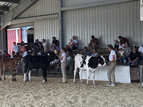 kids and heifers in show ring
