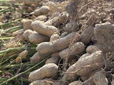 Peanuts recently dug in NC