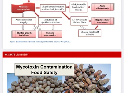 Schematic and symptoms of A flavus