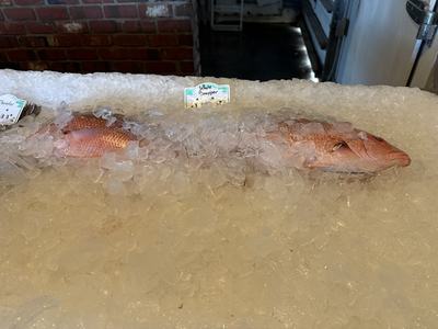 Vermilion snapper on ice.