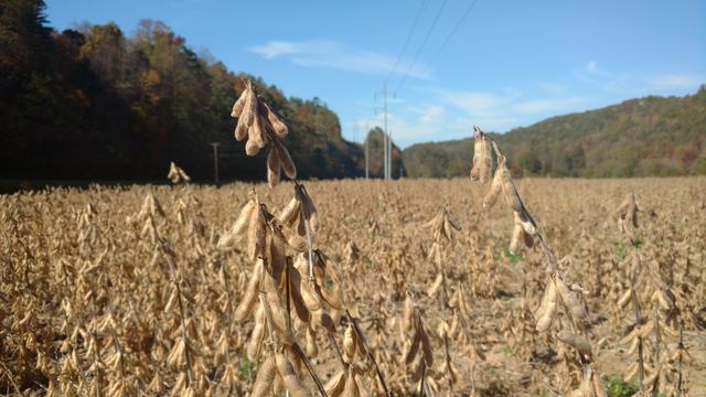 Field of Soybeans in Cherokee County, NC that is ready for harvest.