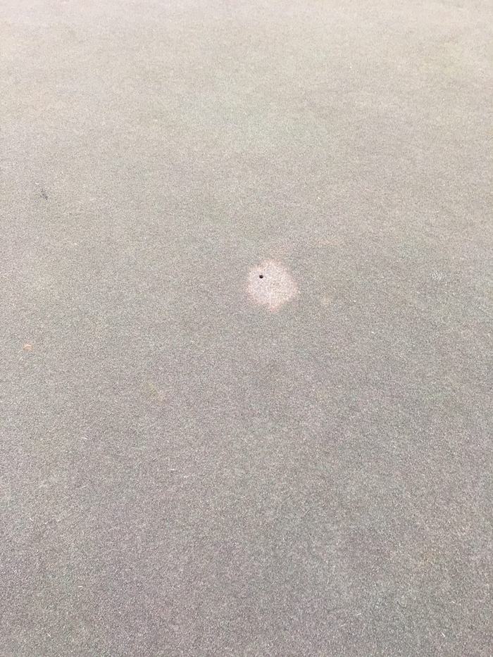 Spring dead spot patch on turf