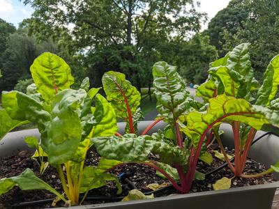 Container with swiss chard growing in it