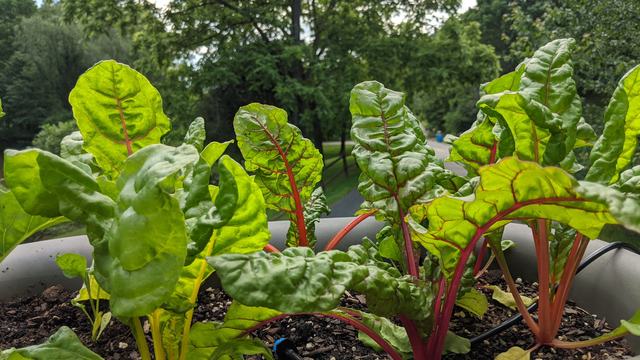 Container with swiss chard growing in it
