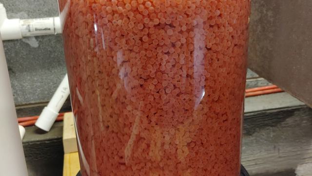Trout eggs in Jar