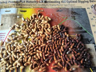 An image of peanuts that have been pod blasted laying on a pod blasting board.
