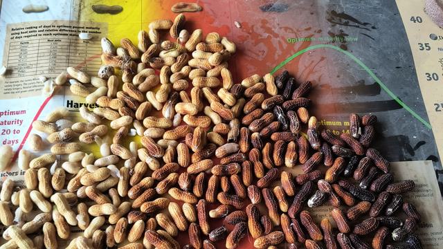 An image of peanuts that have been pod blasted laying on a pod blasting board.