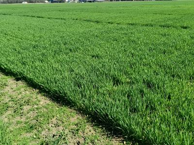 Wheat field