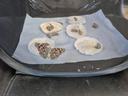 4-H Butterfly project in Brunswick County Schools.