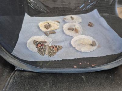 4-H Butterfly project in Brunswick County Schools.
