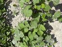 Pitted and ivyleaf morinigglory
