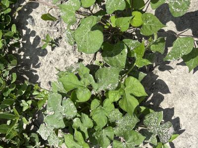 Pitted and ivyleaf morinigglory