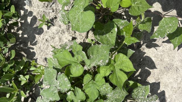 Pitted and ivyleaf morinigglory
