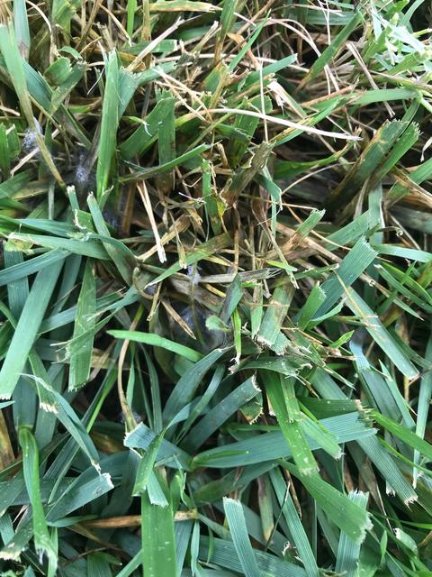 Greasy, water-soaked lesions on tall fescue leaves due to Pythium blight infection.