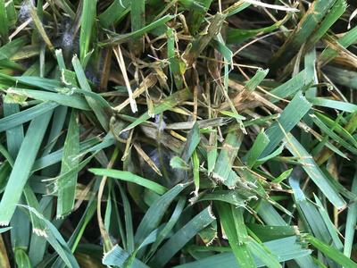 Greasy, water-soaked lesions on tall fescue leaves due to Pythium blight infection.