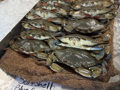 soft-shell crabs at market