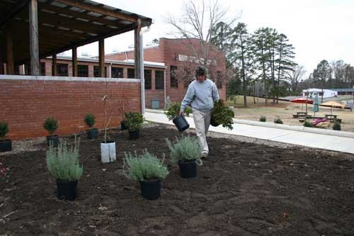 Anthracnose stand symptoms on a golf course putting green.