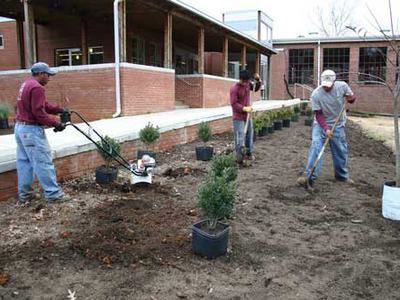 planting long bed