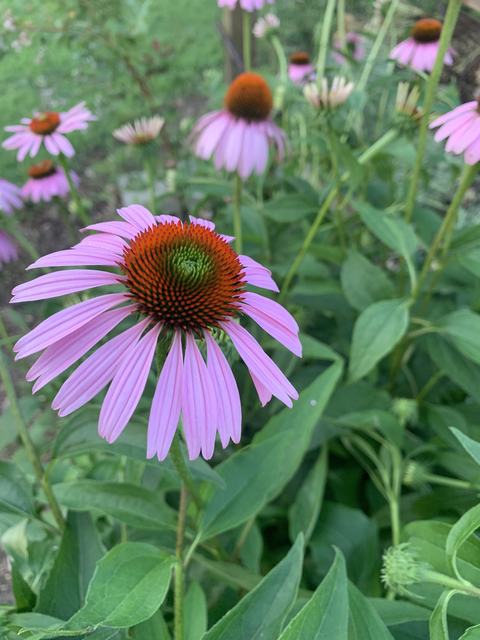 Native Purple Coneflowers