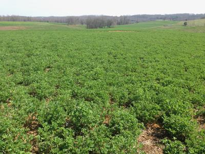 Picture of alfalfa field