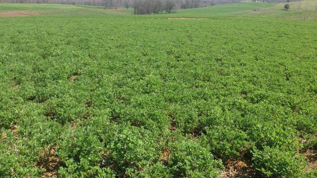 Picture of alfalfa field