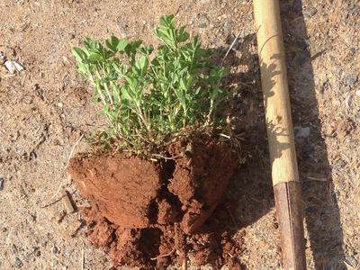 Alfalfa plant