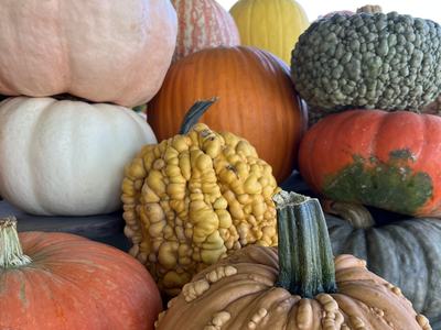 Pumpkins at farm stand