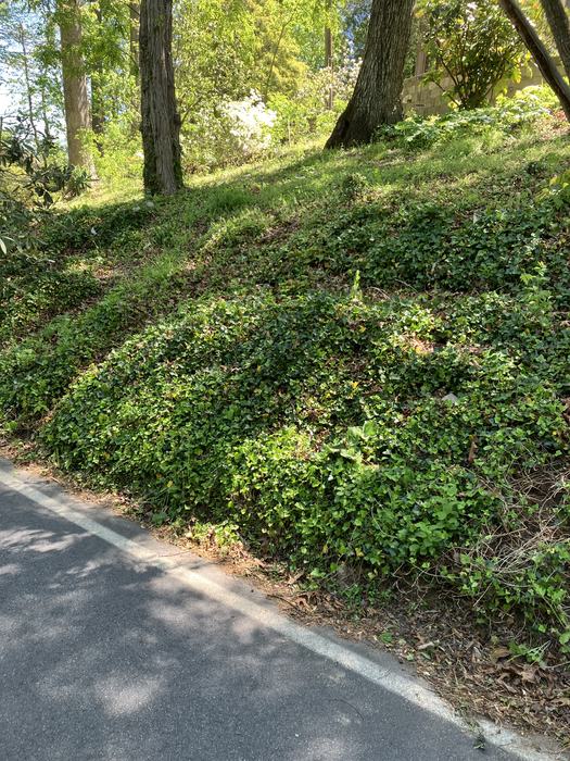 English ivy hill before