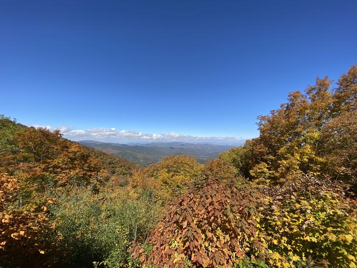 Fall Trees
