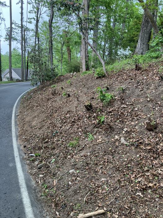 English ivy hill after