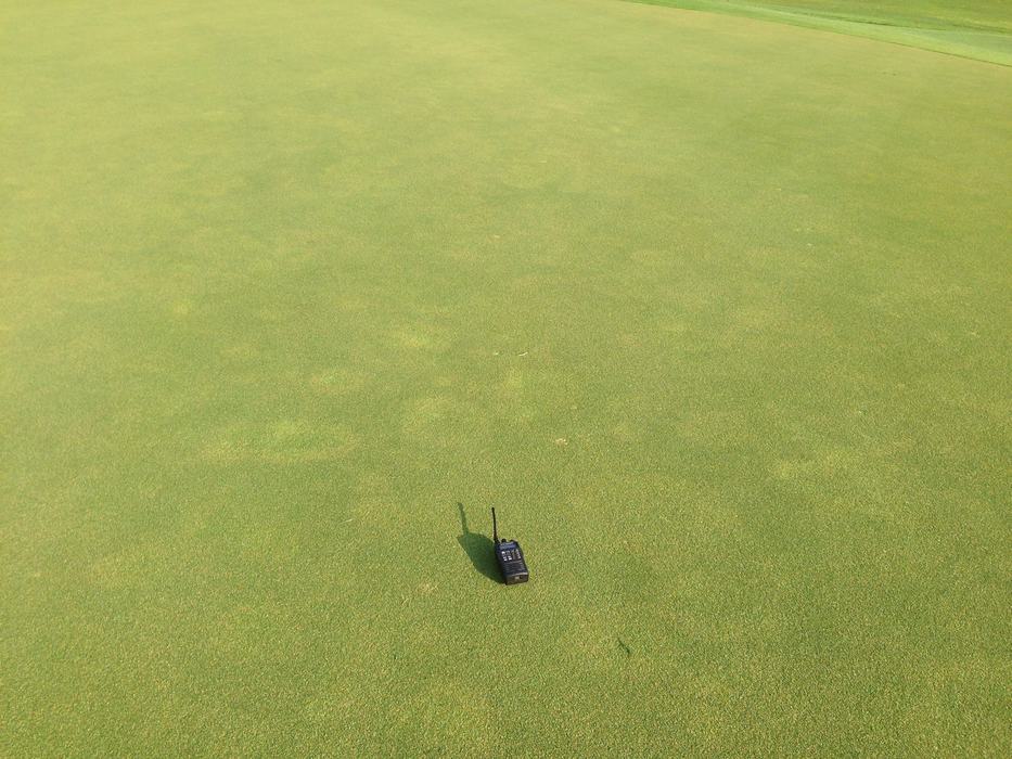 Symptoms of root-knot nematodes on putting green