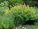 Spring shot of pollinator garden