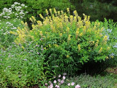 Spring shot of pollinator garden