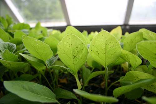 eggplant transplants in greenhouse