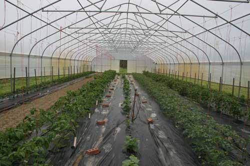 Bentgrass putting greens diagnoses