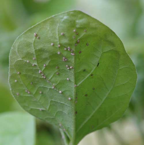 Close-up of eggplant leaf with aphid mummies