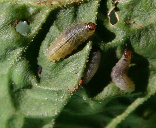 Vegetable weevil larvae feed on a variety of crops
including carrots, greens, tomatoes, turnips, and many more.