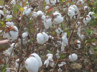 Cotton plants in field after defoliation with open bolls