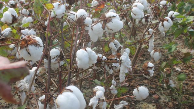 Cotton plants in field after defoliation with open bolls