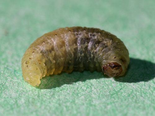 close up of a legless grub