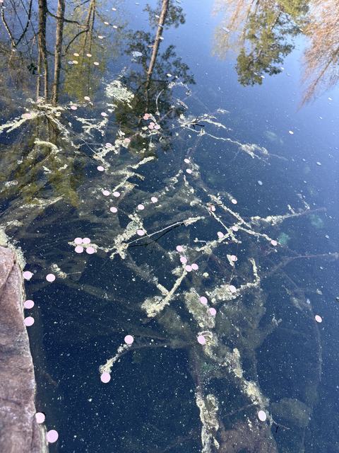 Litter found in the Discovery Gardens pond