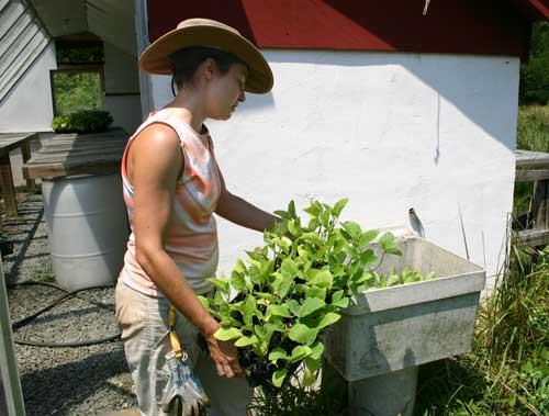 soaking eggplant