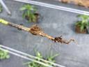 Phytophthora crown rot on pepper