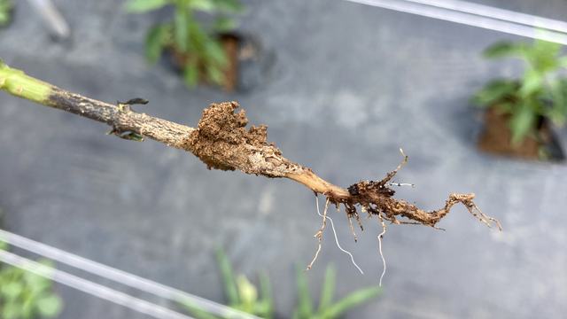Phytophthora crown rot on pepper