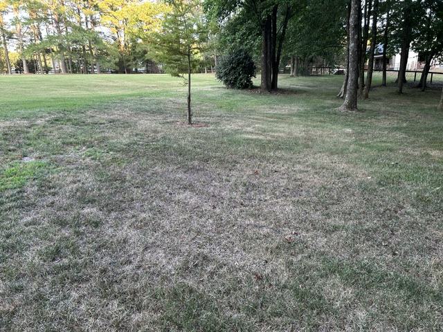 tall fescue lawn under heat and drought stress