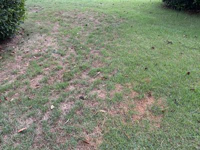 zoysiagrass lawn under heat and drought stress