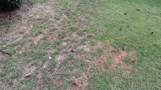 zoysiagrass lawn under heat and drought stress