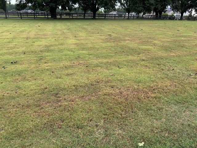 bermudagrass under heat and drought stress