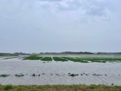 Flooded field
