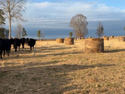 cows looking at hay bales